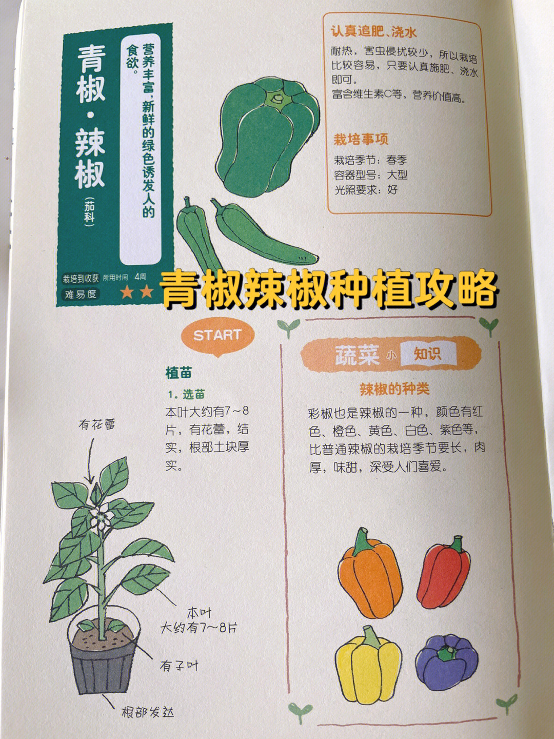 盆栽辣椒的种植方法图片