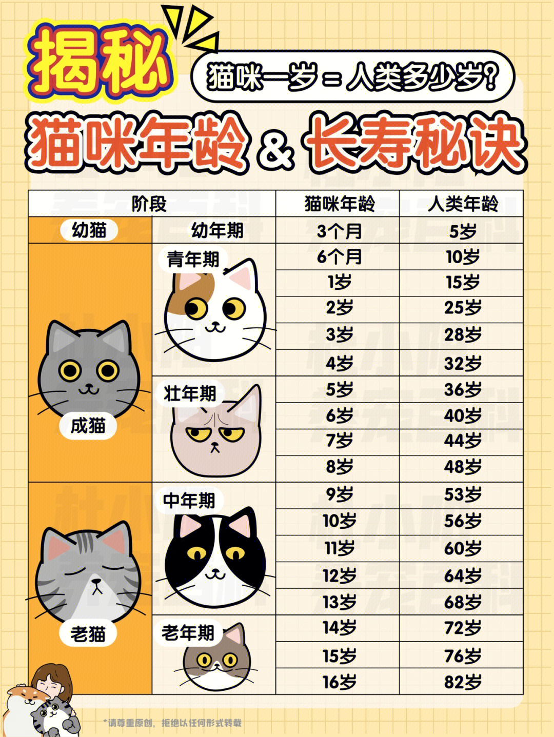 猫咪年龄大揭秘你家猫相当于人类多少岁