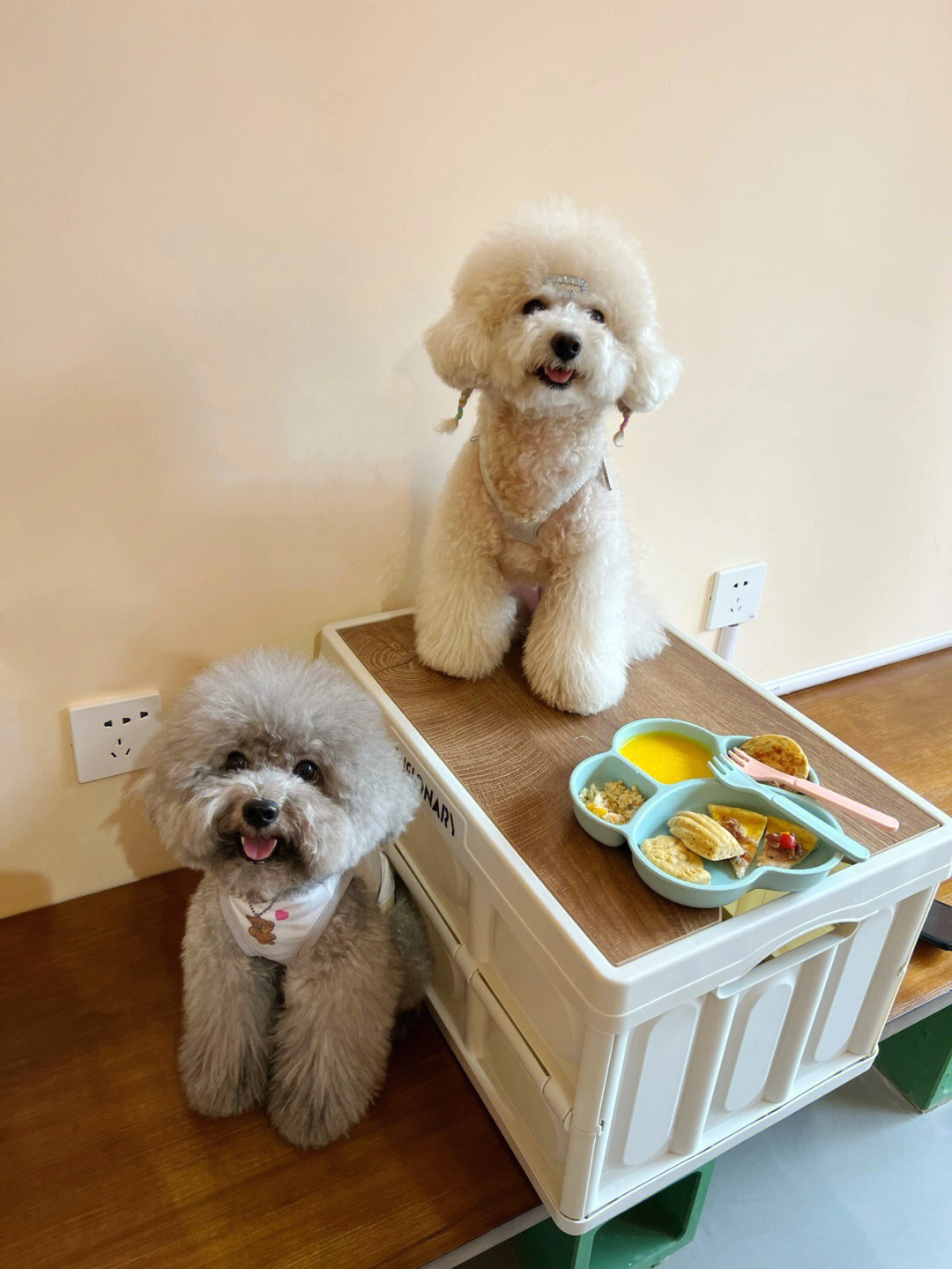 深圳宠物餐厅图片