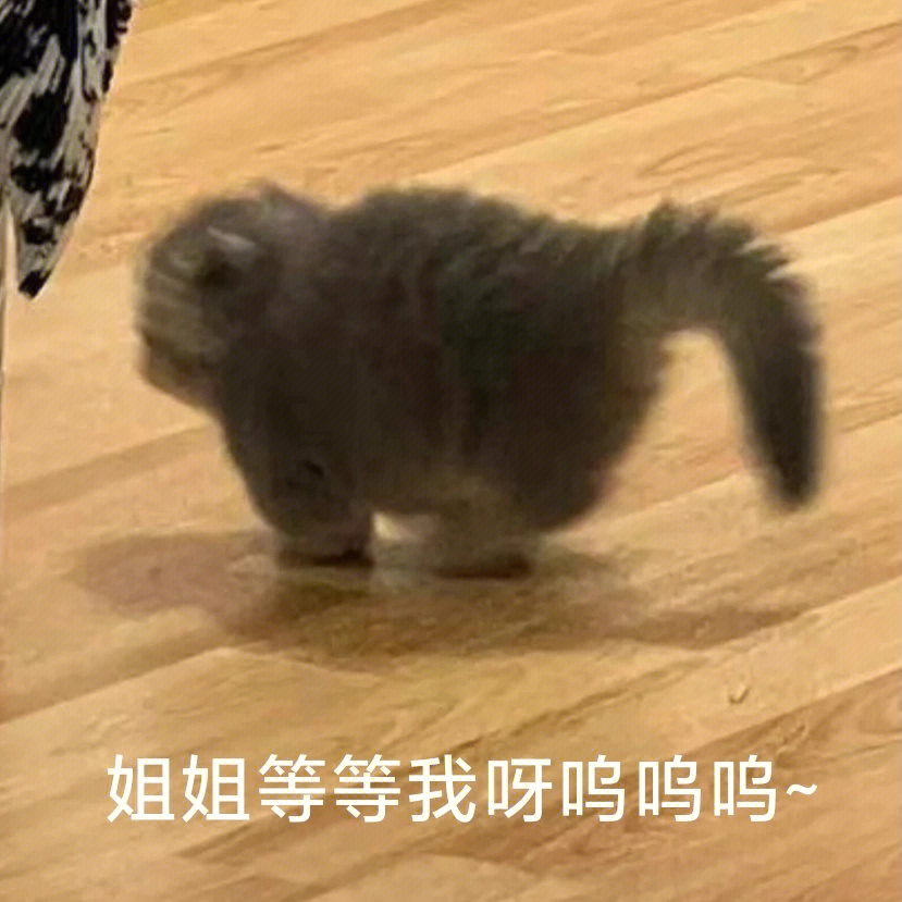 小猫咪表情包