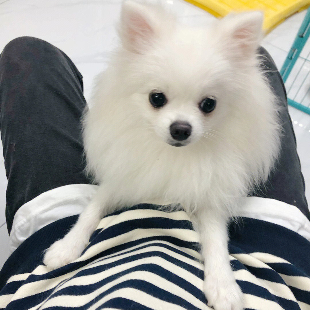 博美犬200元 成年图片