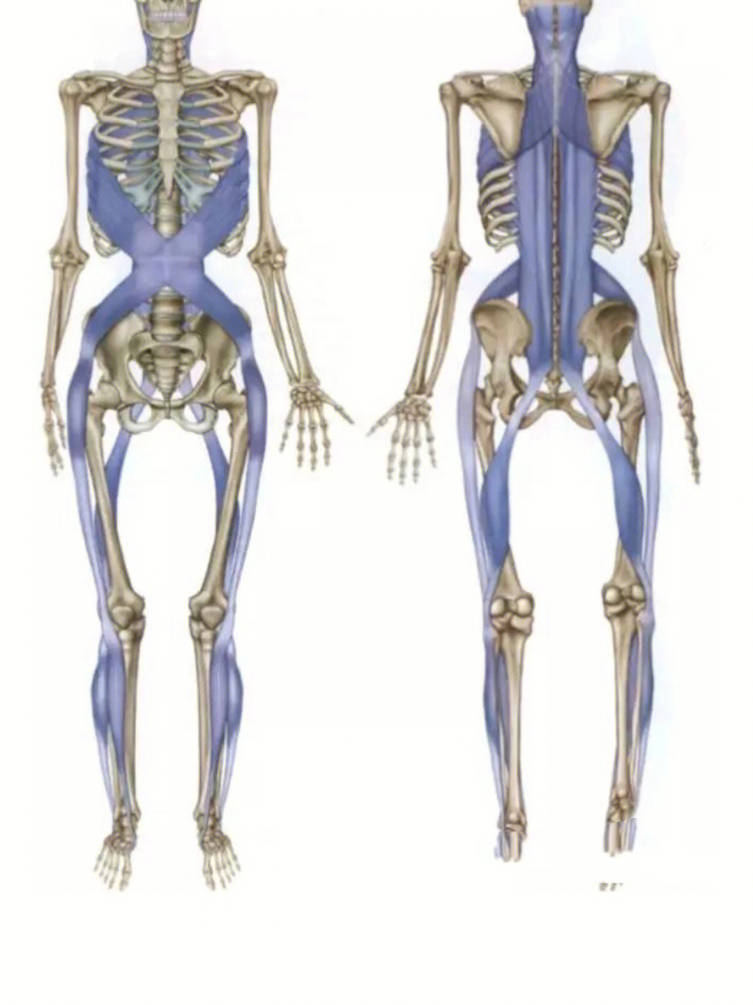 人体12条筋膜链图图片