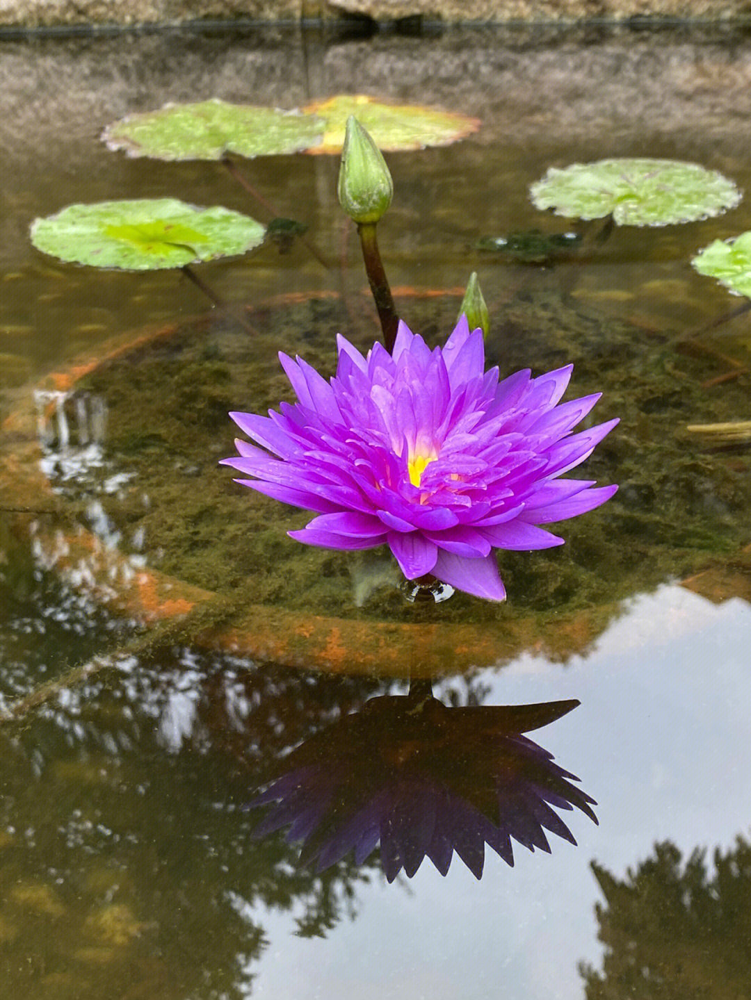 睡莲的叶子在水池中好飘逸06