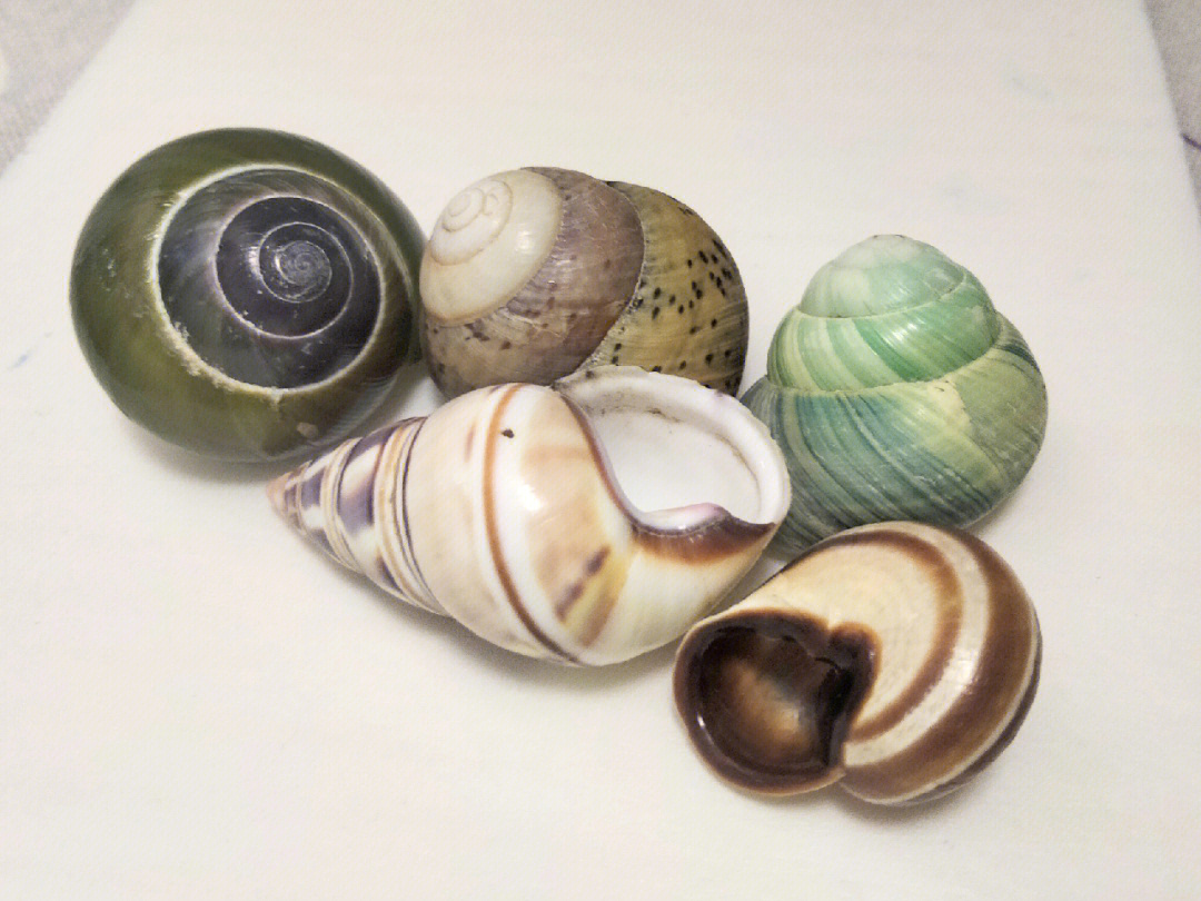 蜗牛壳种类图片