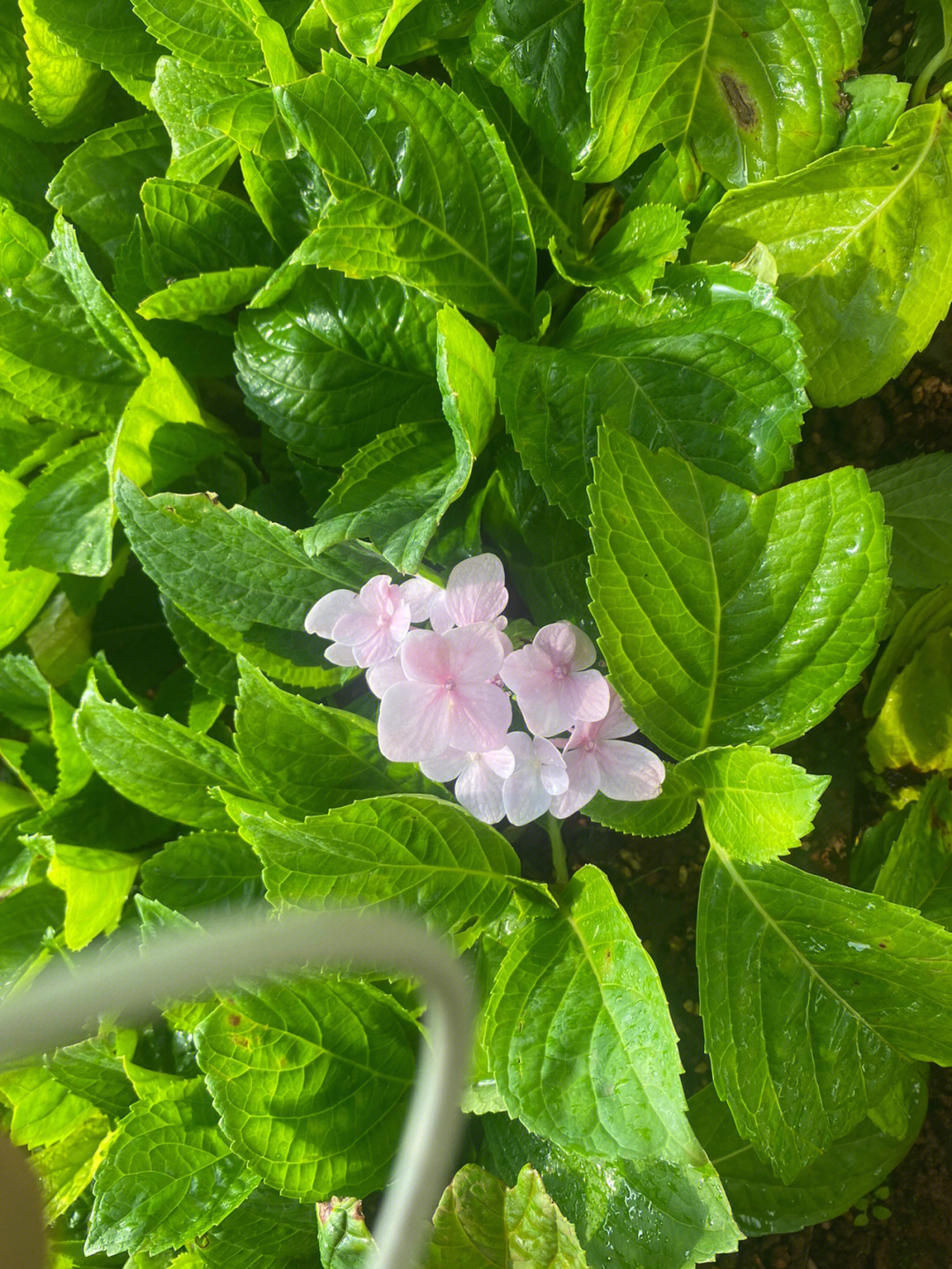 绣球花芽与叶芽图片图片