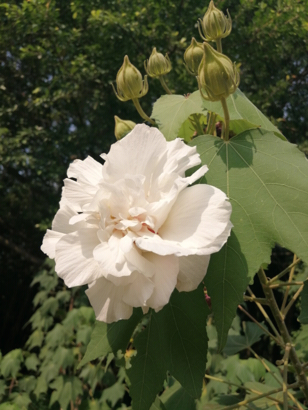 又名芙蓉花,拒霜花,木莲,地芙蓉,杹木[11,三变花,九头花,铁箍散,转