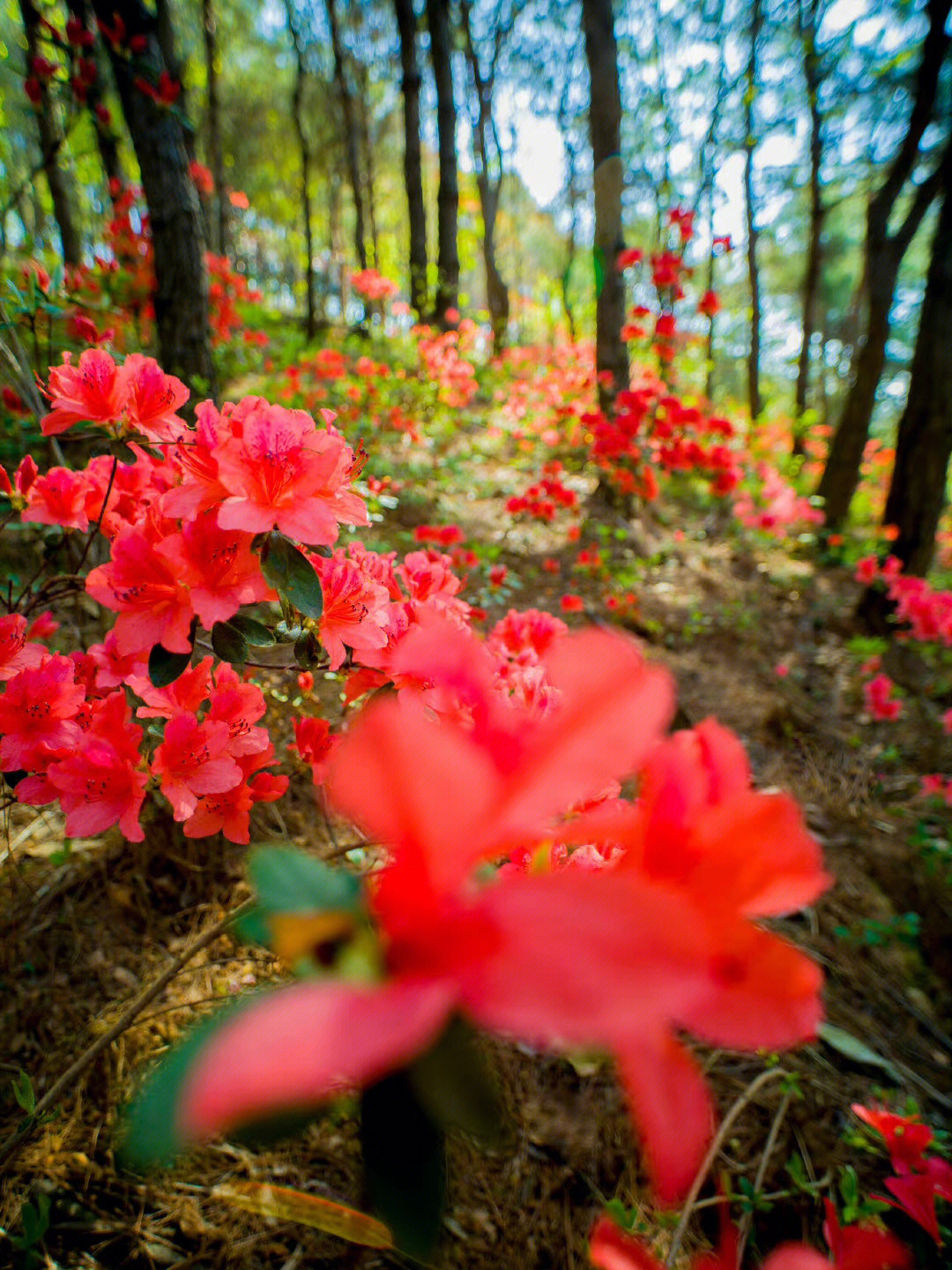 杜鹃花漫山