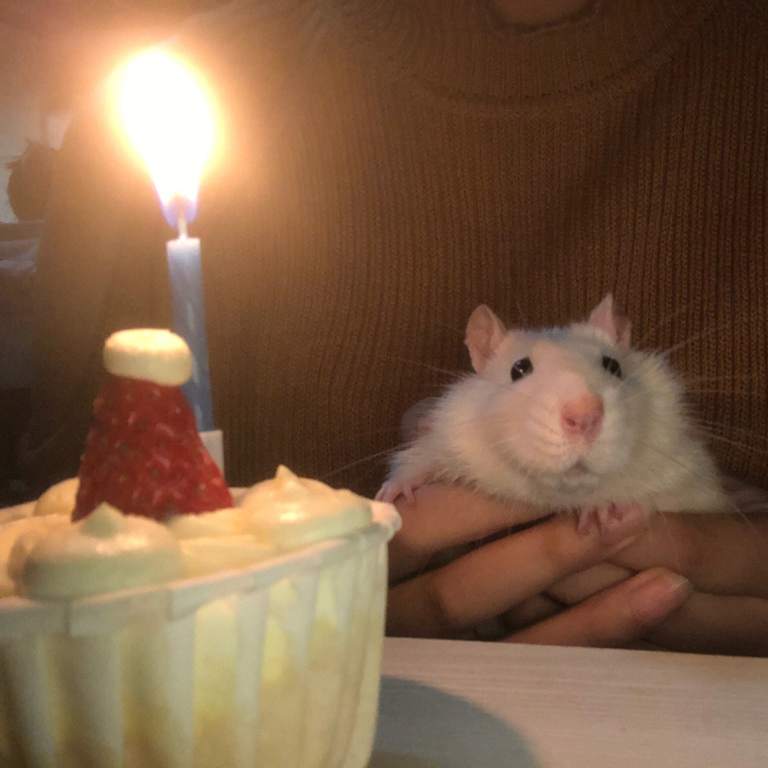 老鼠生日快乐搞笑图片图片