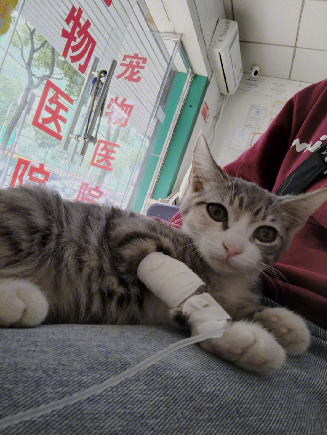 猫输液怎么找血管图解图片