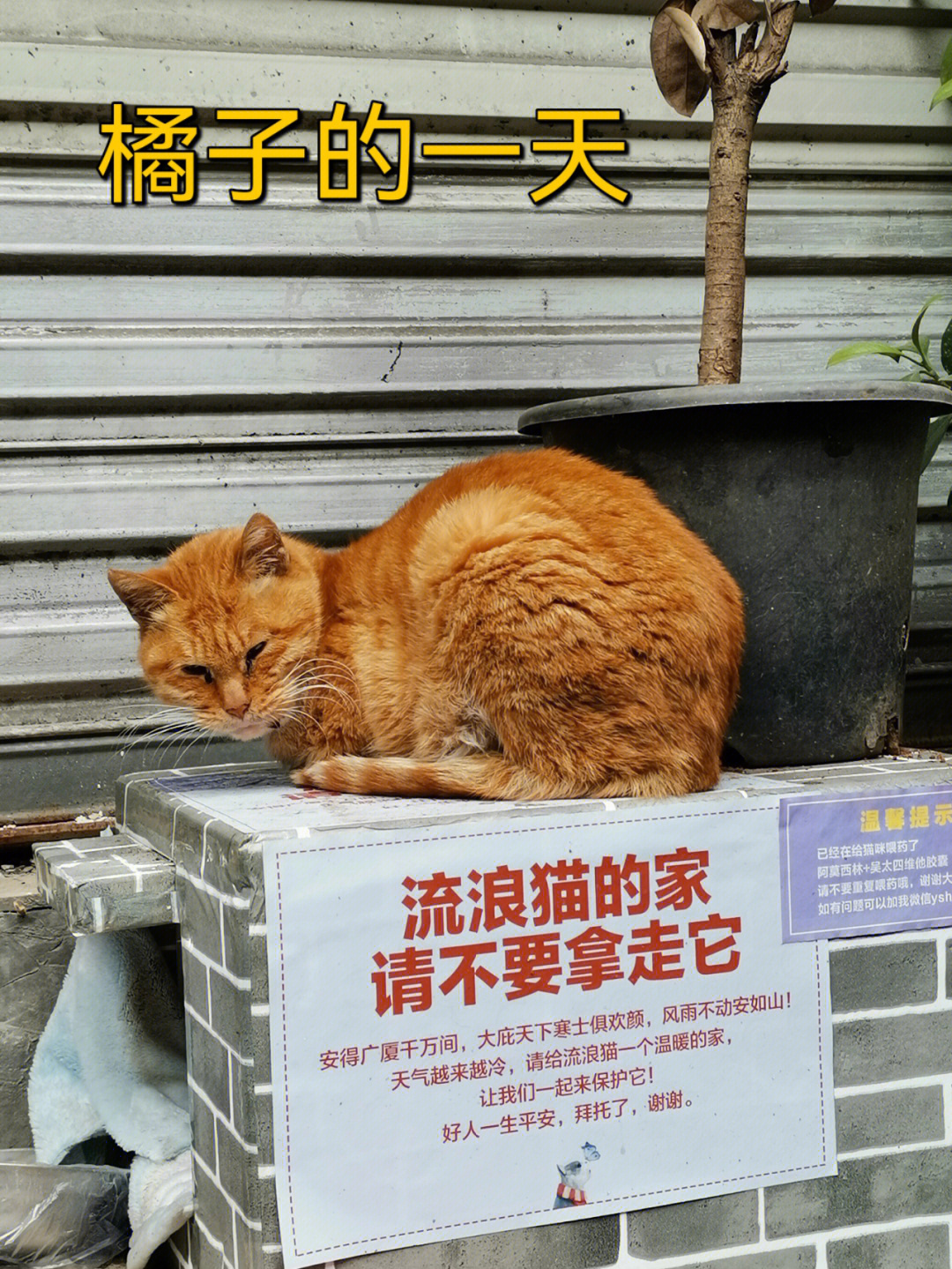 成都市流浪猫收留中心图片