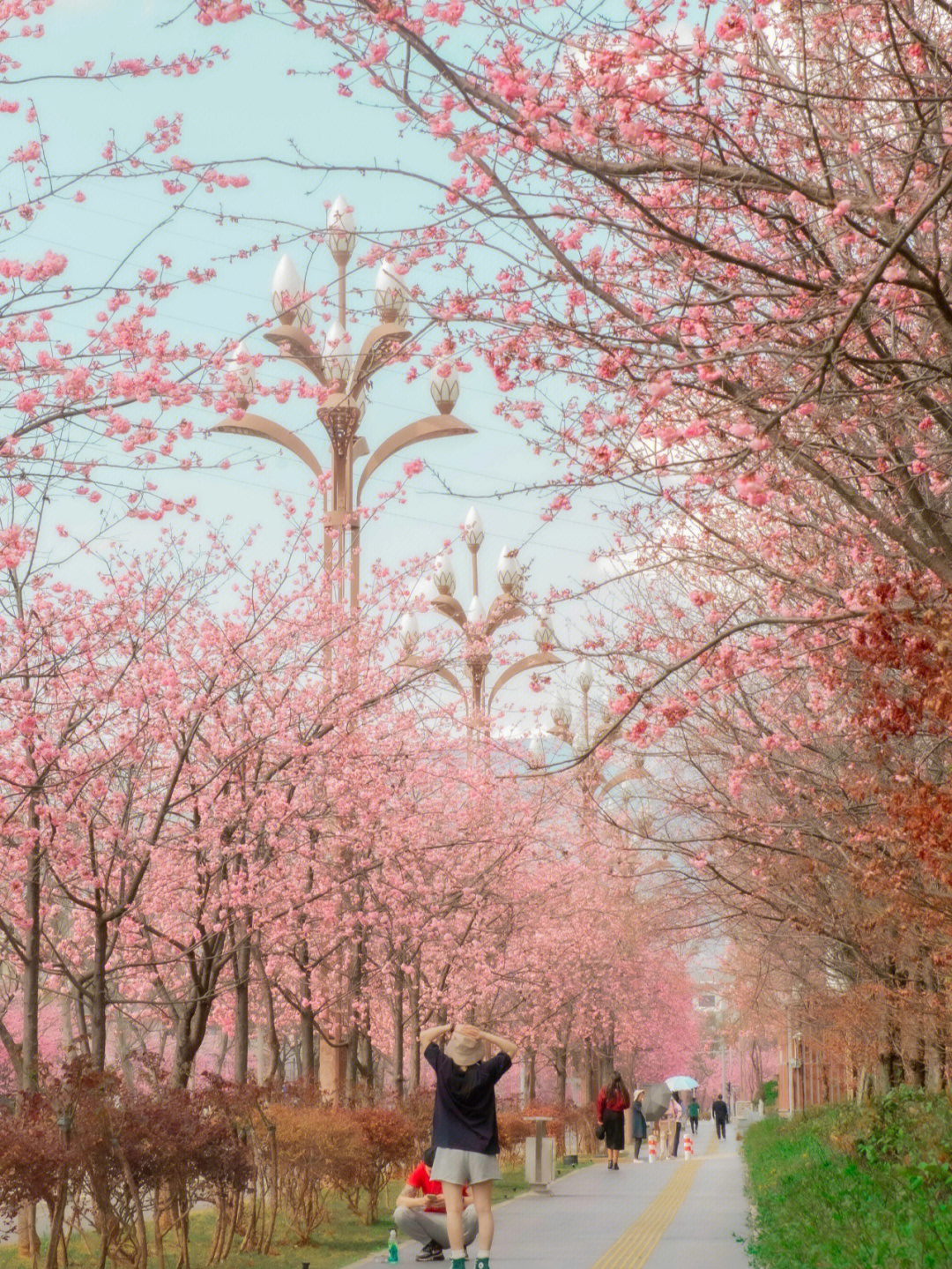 丽江樱花大道