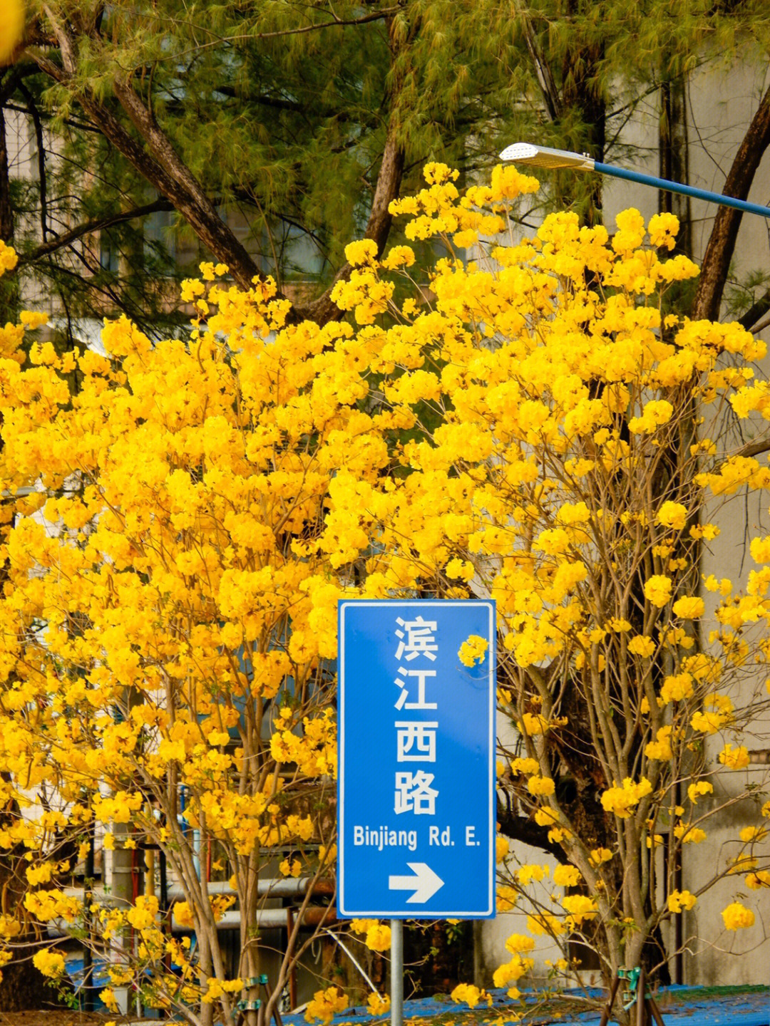 广州四季风向图图片