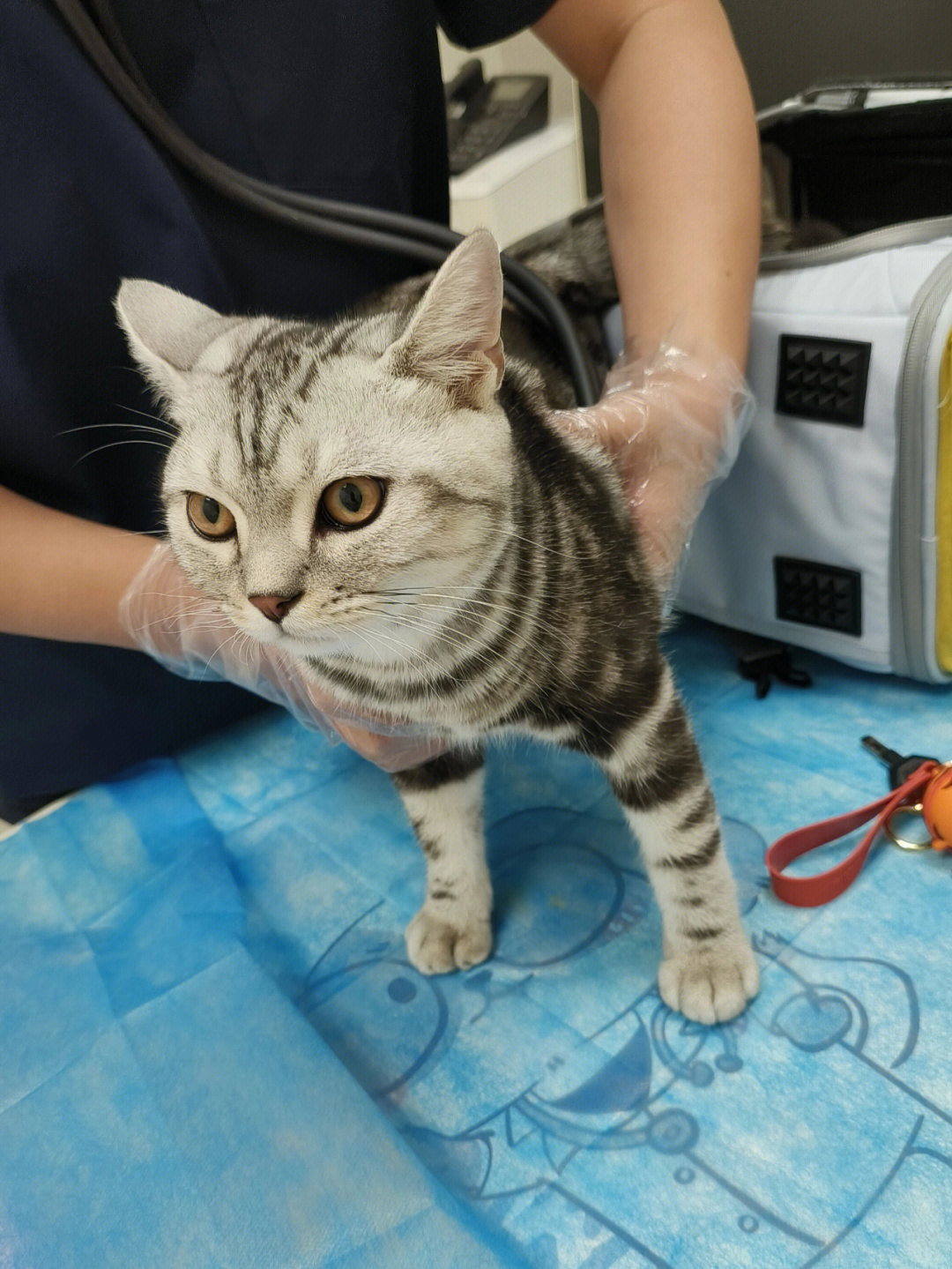 猫打吊针图片