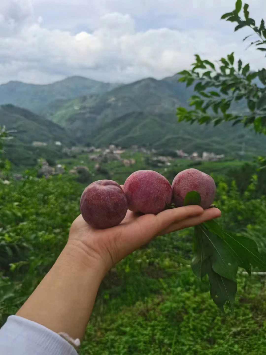 钱排三华李