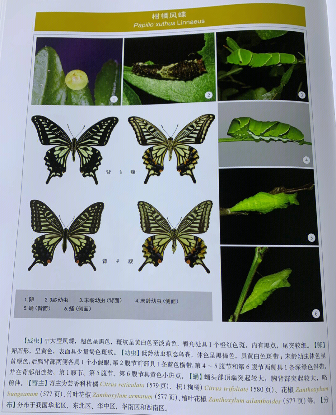 玉带斑蛾幼虫图片