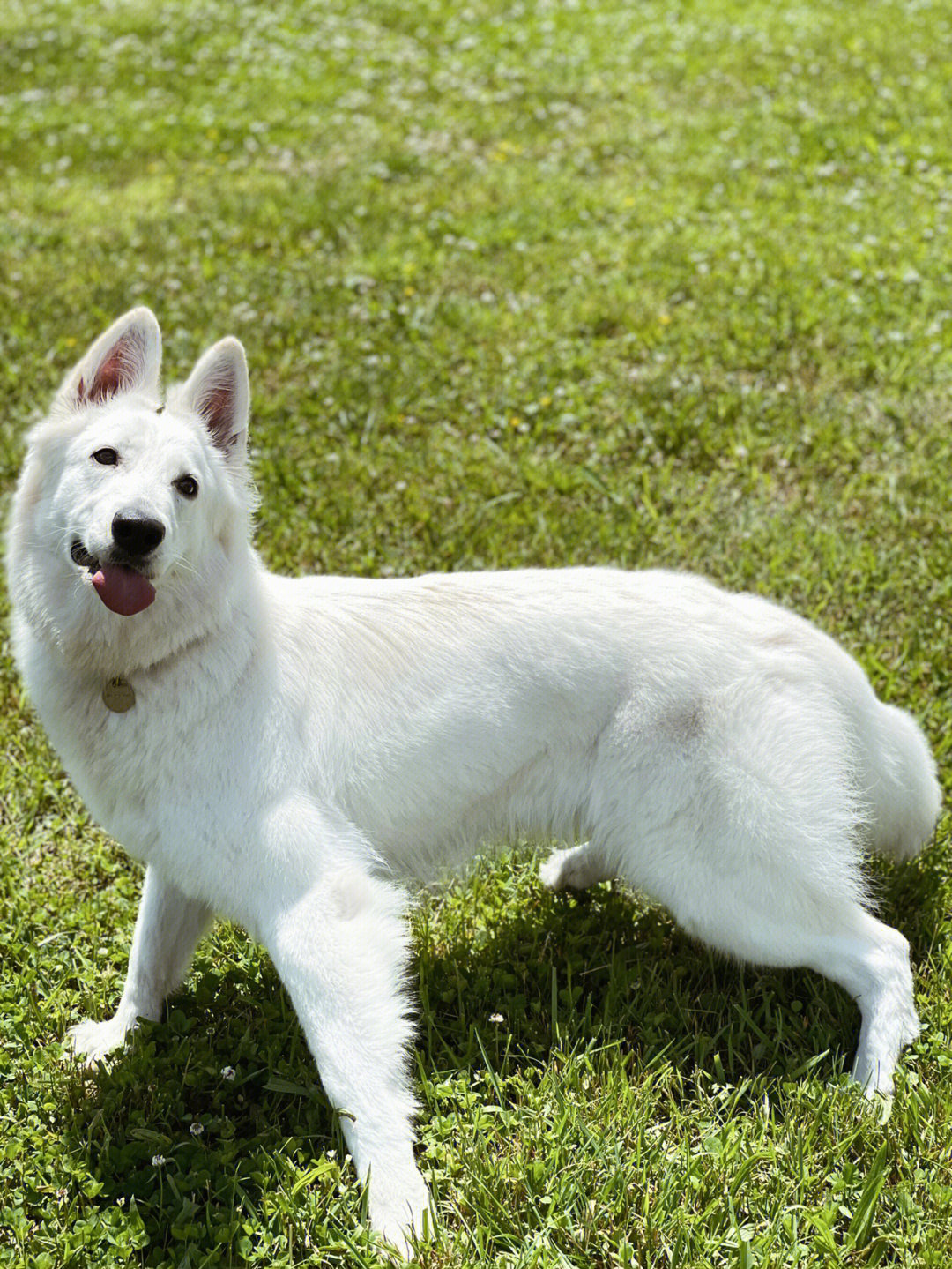 白色苏格兰牧羊犬图片图片