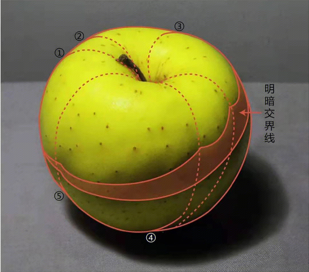苹果结构素描 解构图片