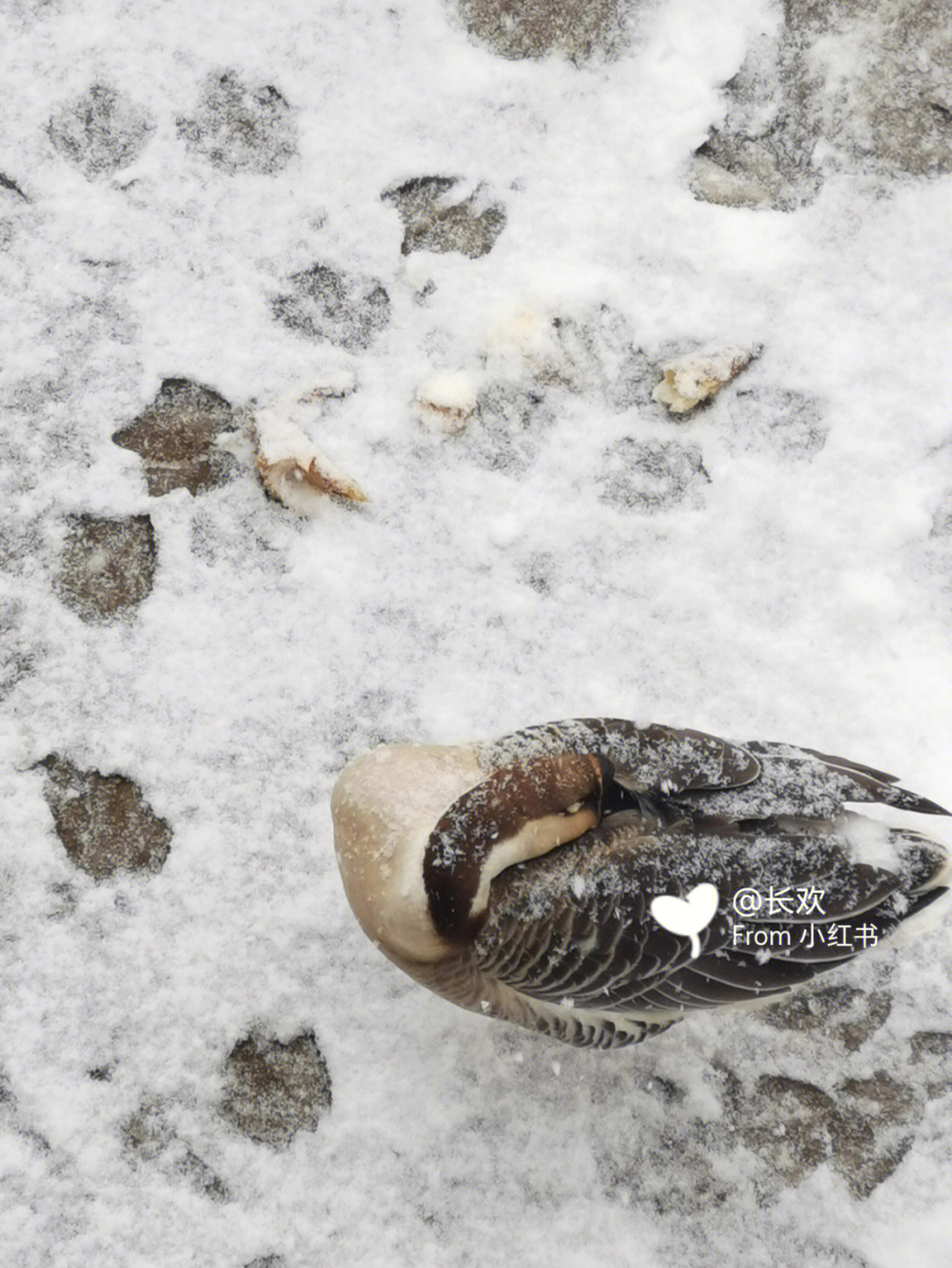 下雪天吃大鹅图片图片