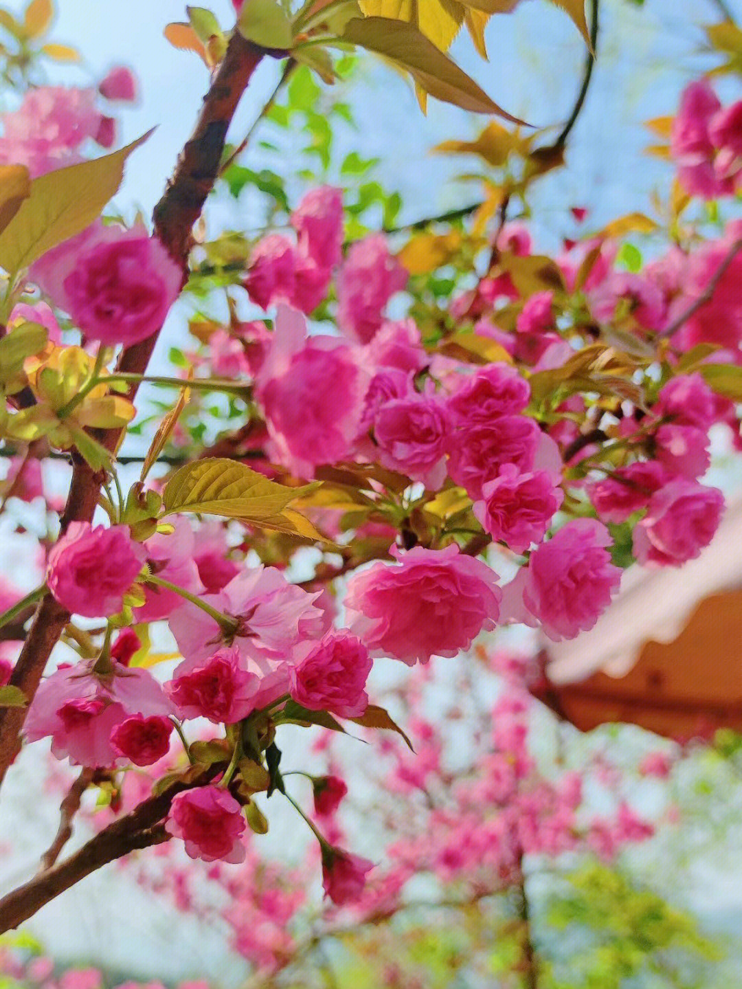 成都桃花谷景区图片