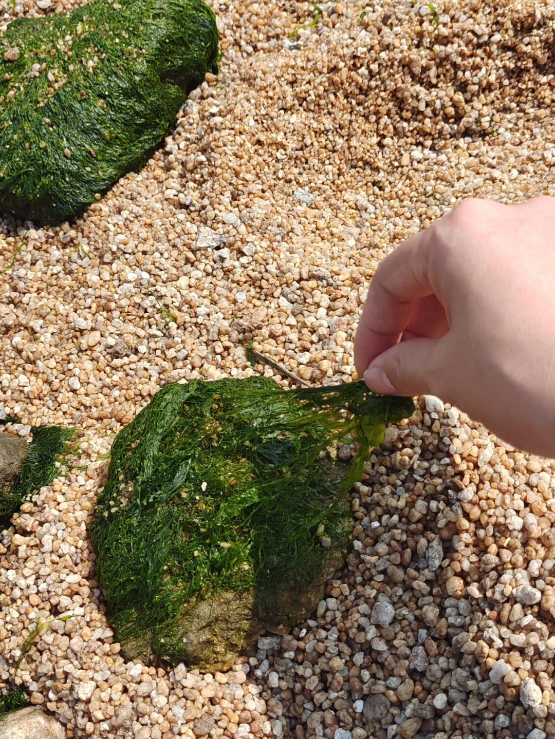 海苔生长在海里的图片图片