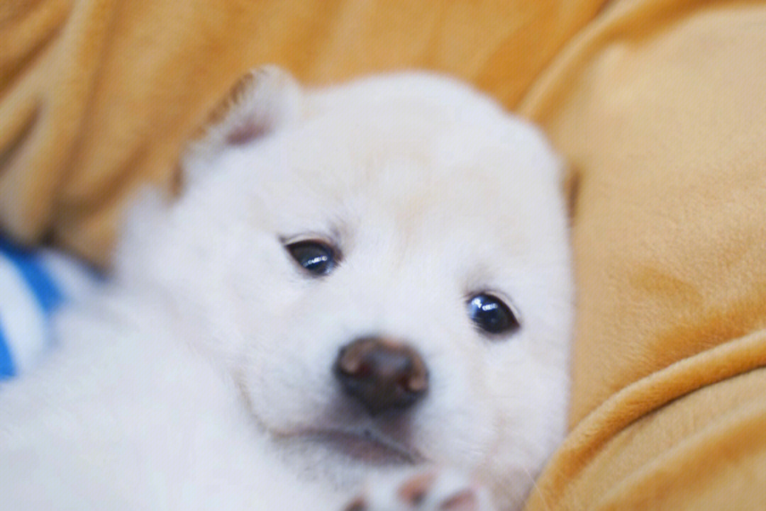 白色柴犬宝宝