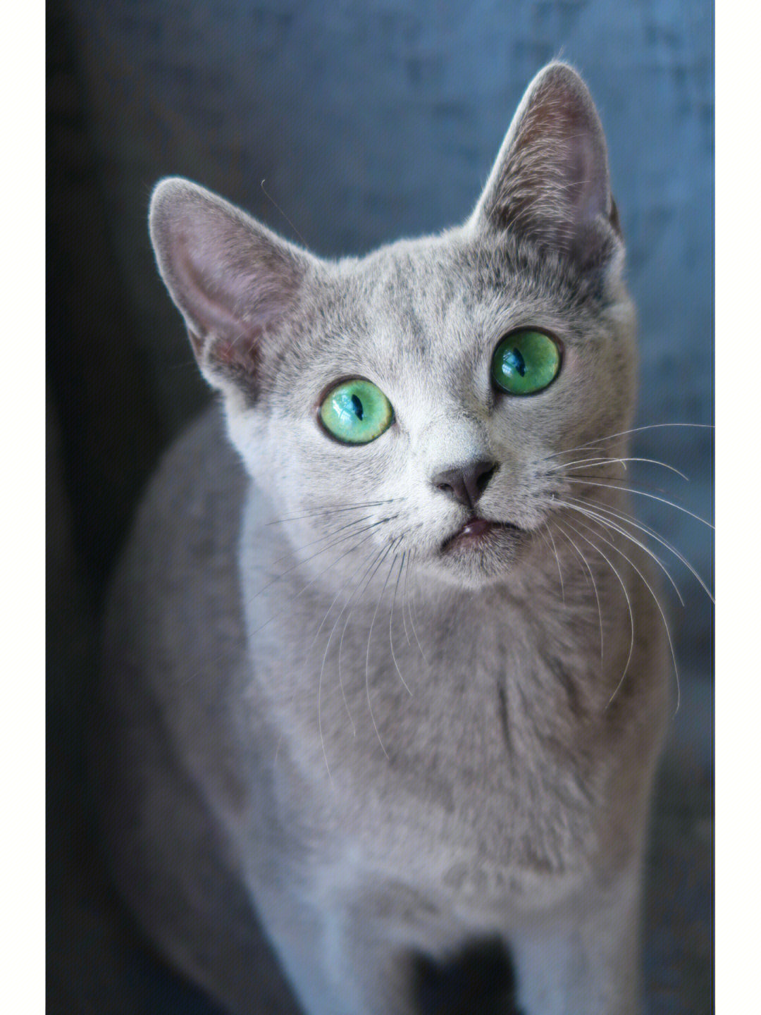 俄罗斯蓝猫露娜Луна明年将加入繁育计划