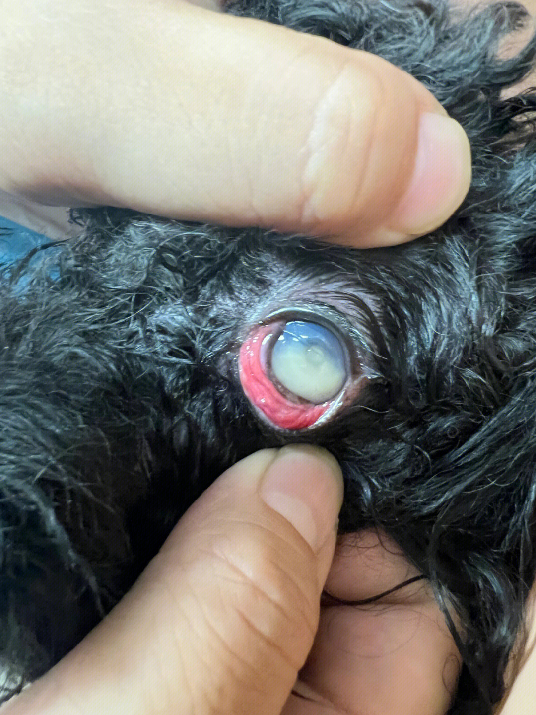 狗狗角膜溶解角膜溃疡痊愈啦浙江金华