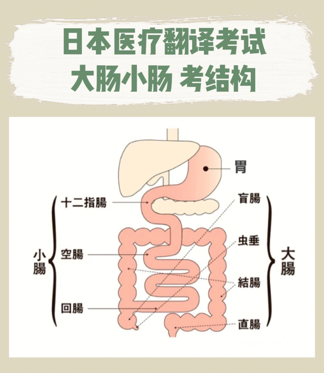 小肠分段解剖图图片