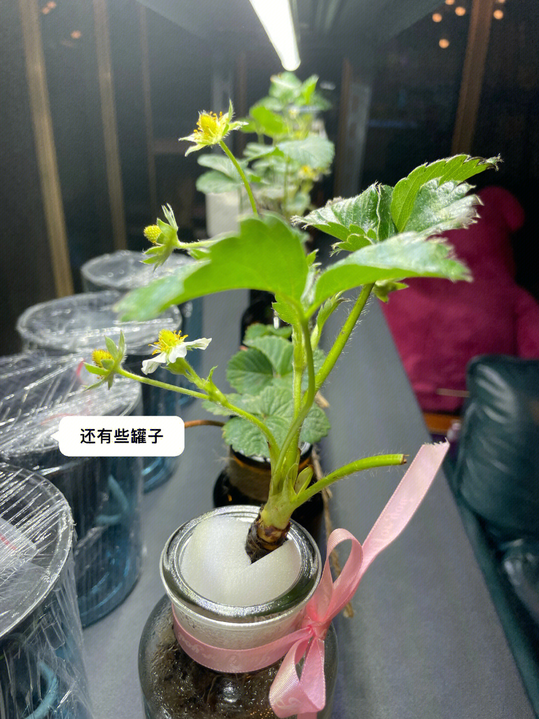 室内水培草莓