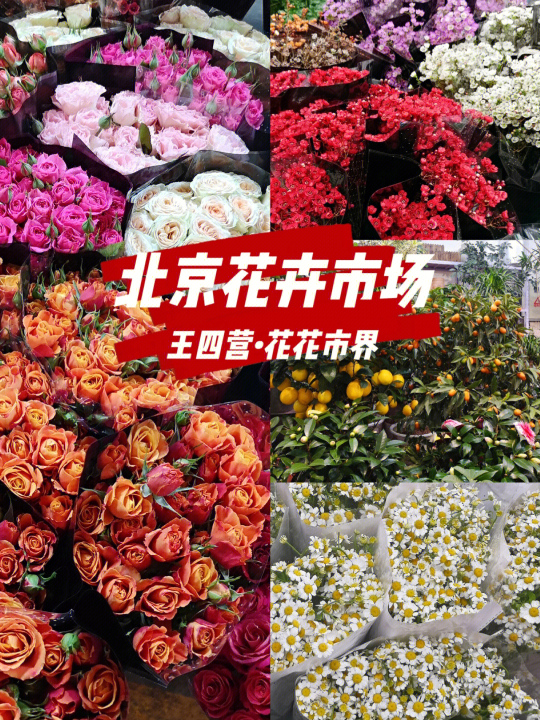 北京探店王四营花卉市场花花市界