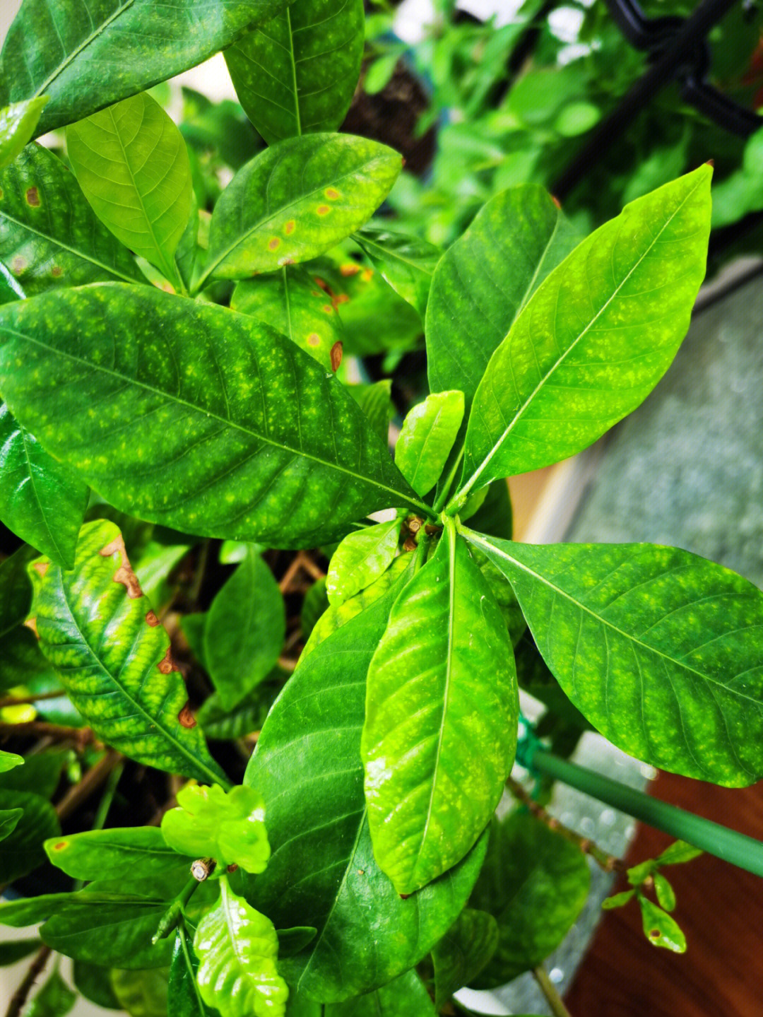 栀子花从下面开始黄叶图片