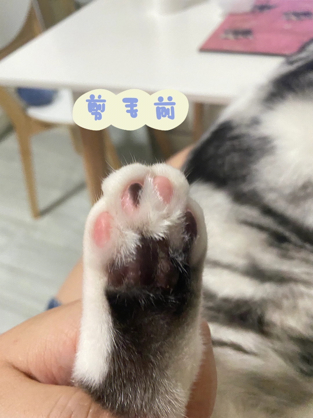 猫咪第一次修理jio脚毛