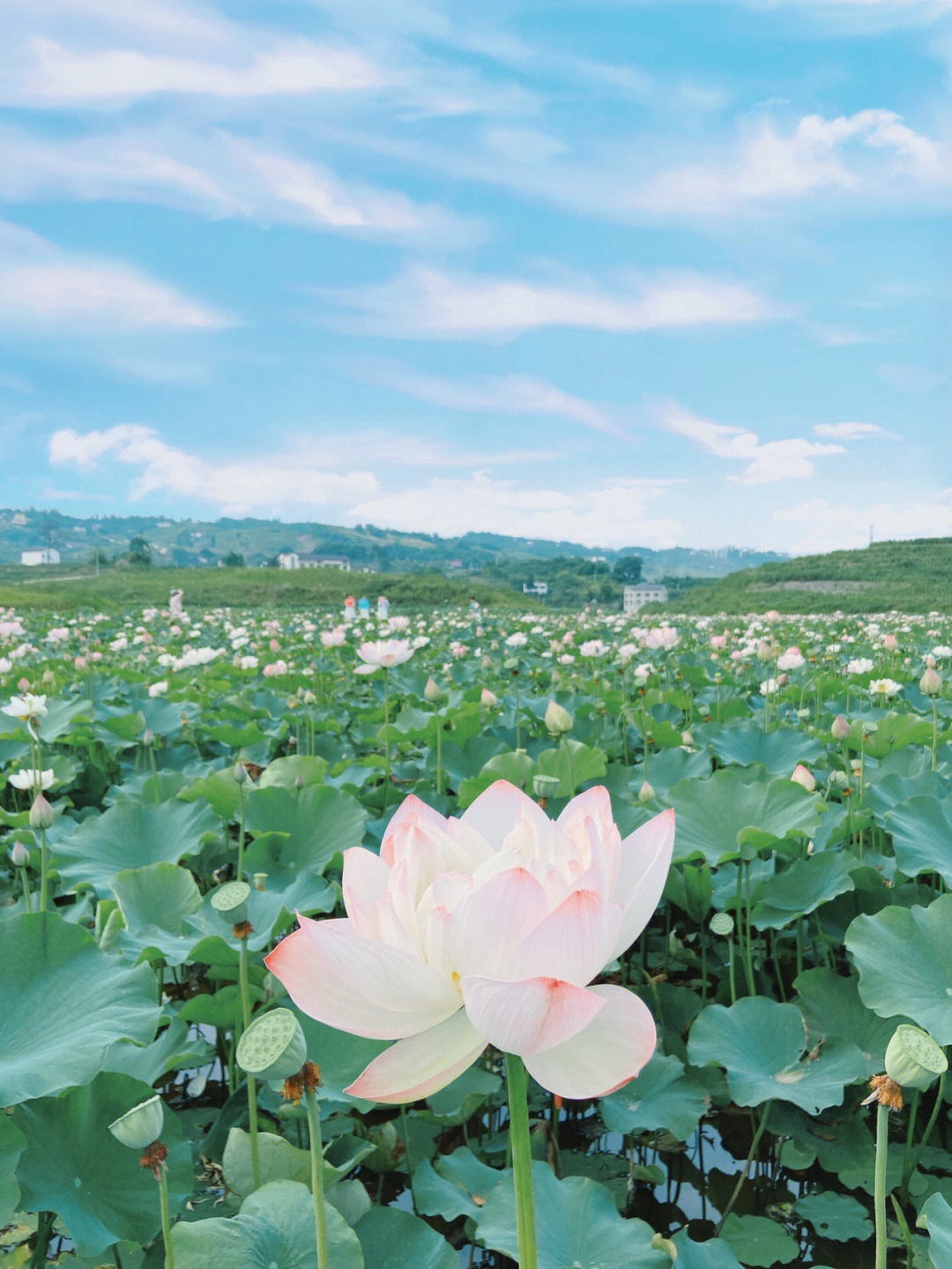 重庆赏花渝北区伍家坝千亩荷花全面盛开