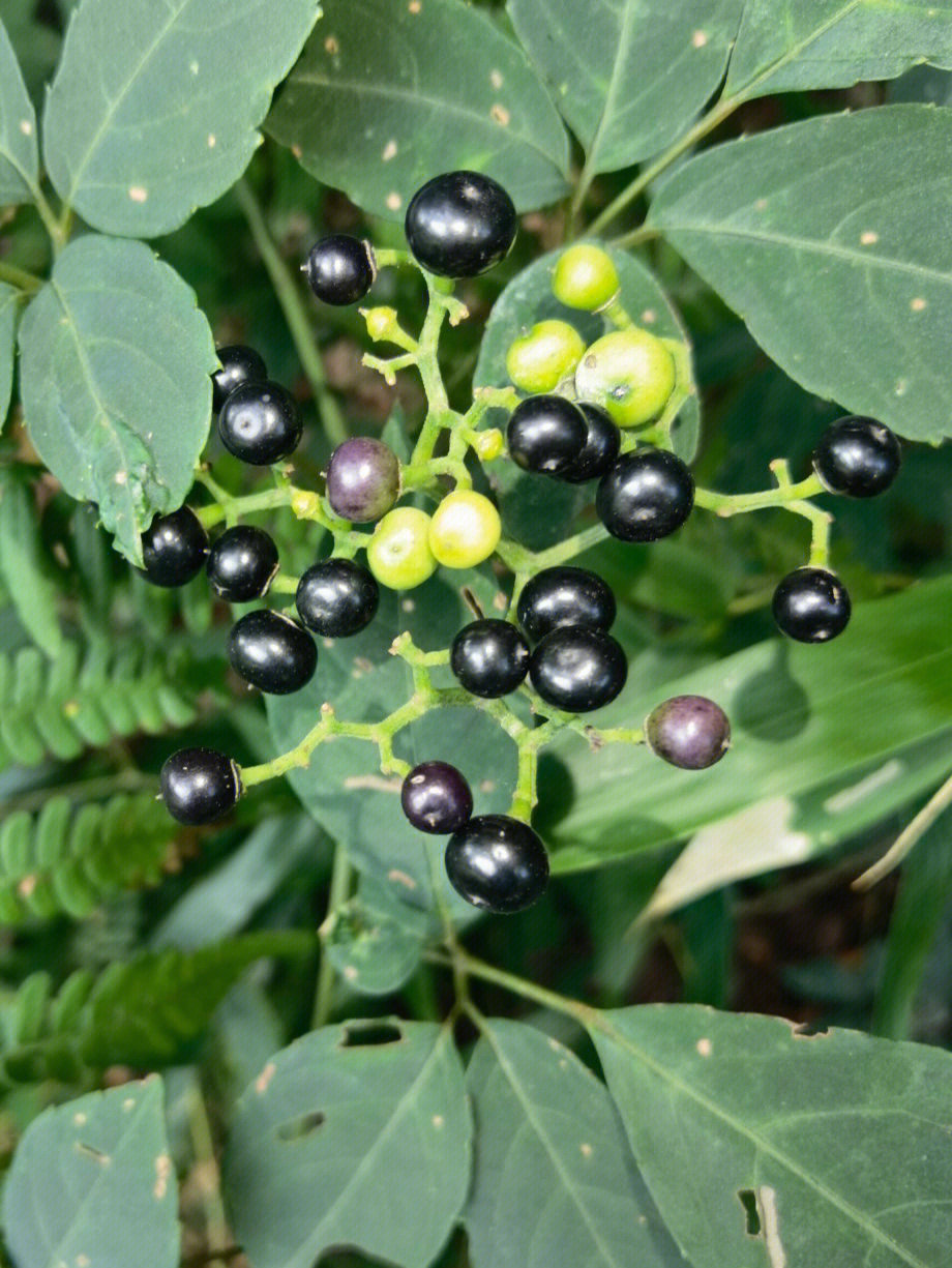 乌蔹莓熟透了像不像黑葡萄