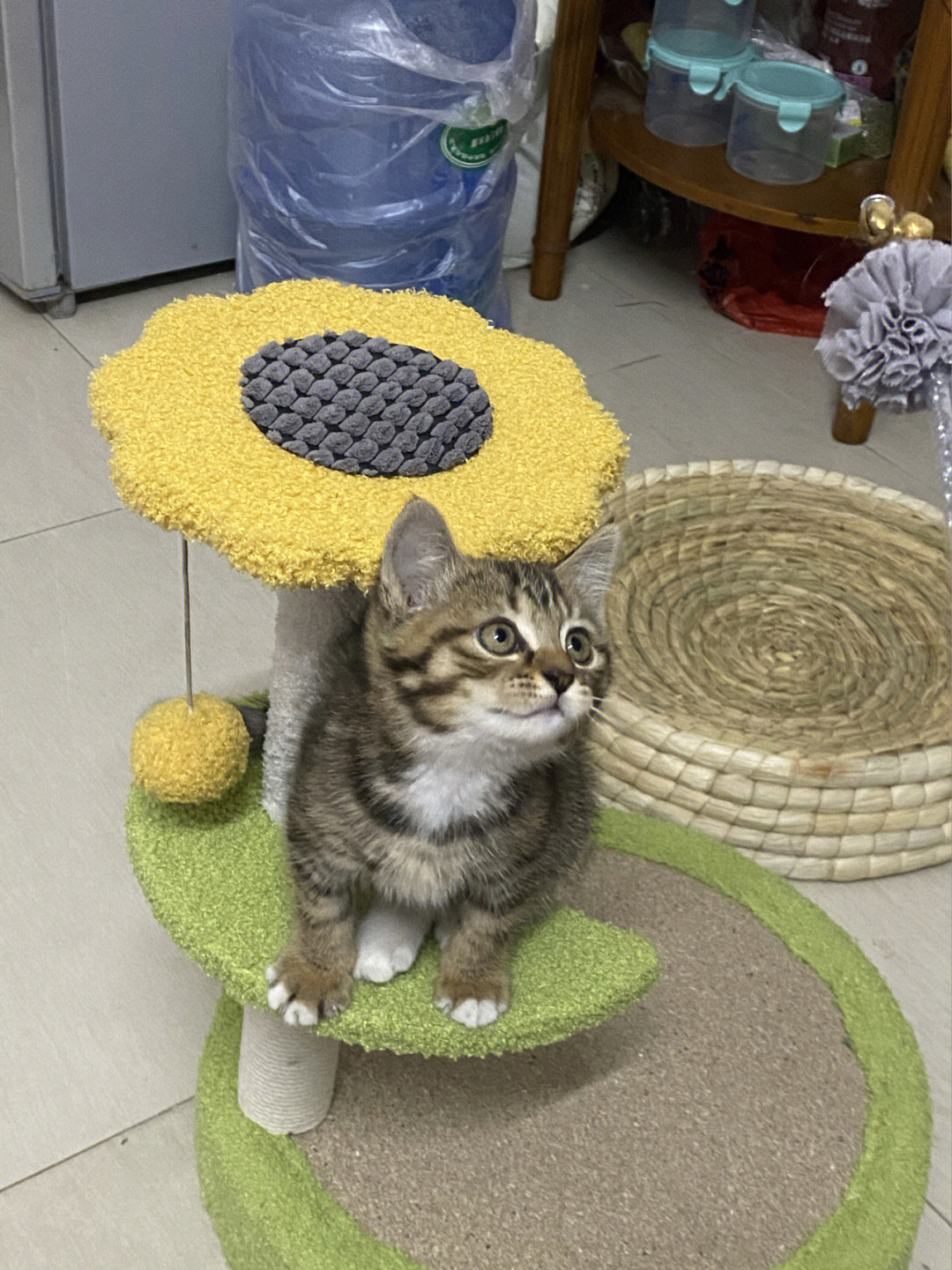 小狸花猫