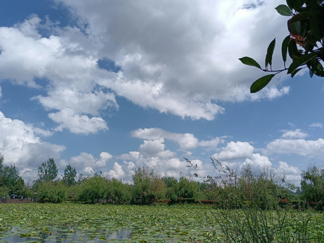 杞麓湖湿地公园图片