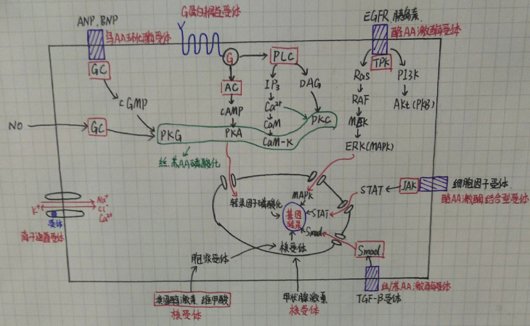 ach(m,胰高血糖素,a/e,acthpkc:ach(m,a/e,acth,γ-gaba酶联型受体1