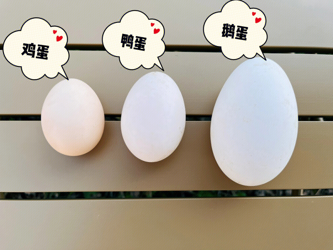 区别鸡蛋vs鸭蛋vs鹅蛋