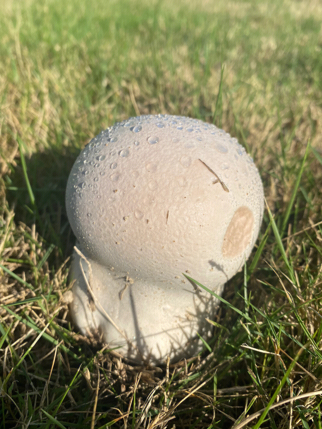 白白胖胖的蘑菇格外显眼,好可爱啊,请问能吃吗,什么名字呢