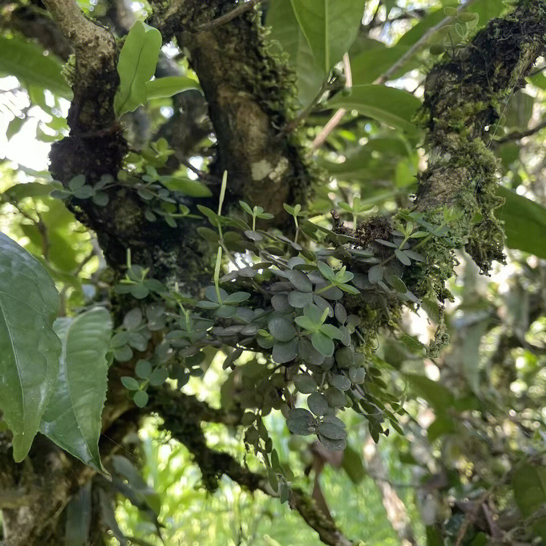 临沧原生态古树茶