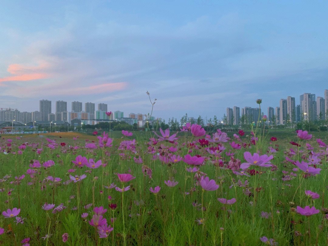 马兰圩湿地公园位置图片