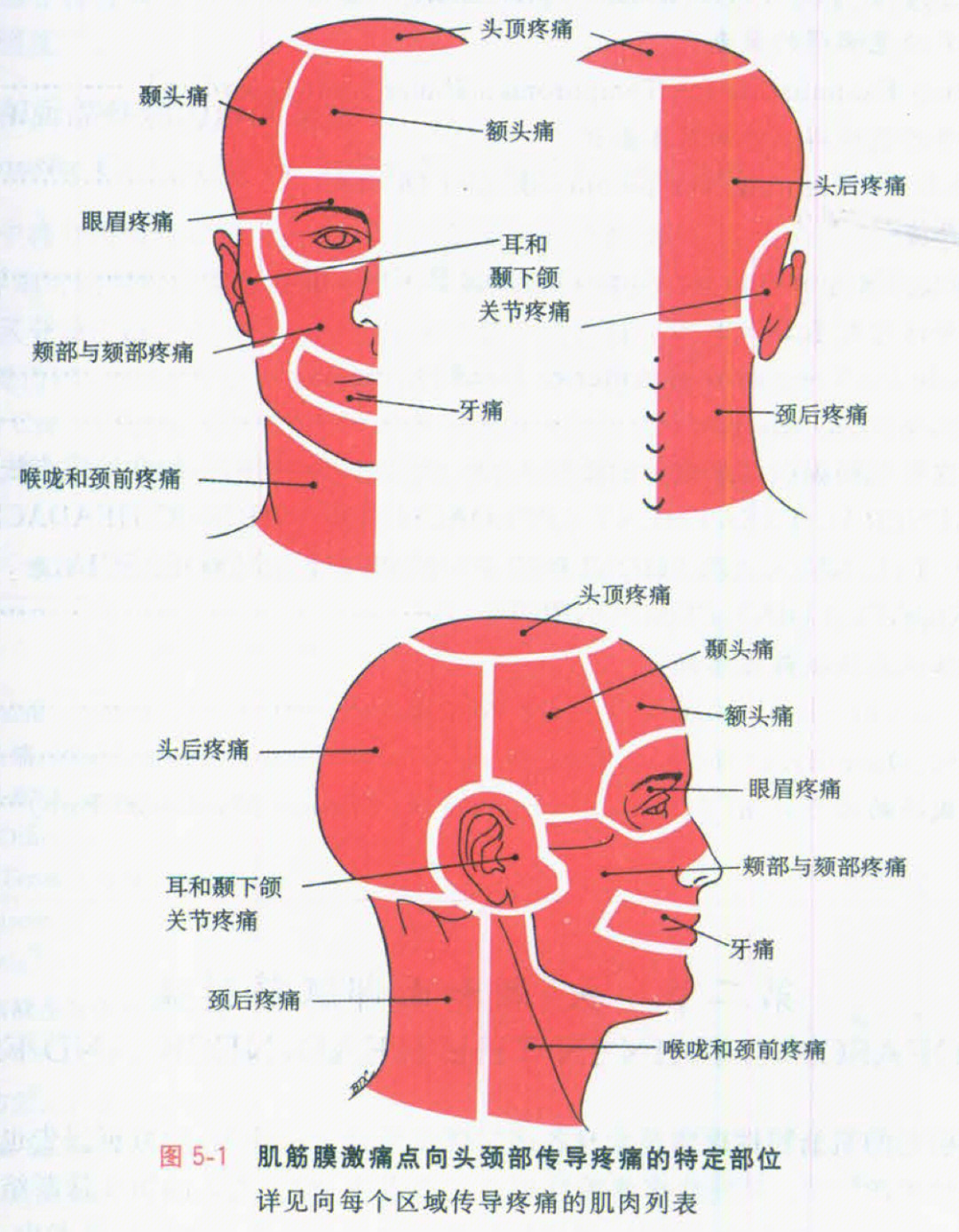 头部关节图解大全图片图片