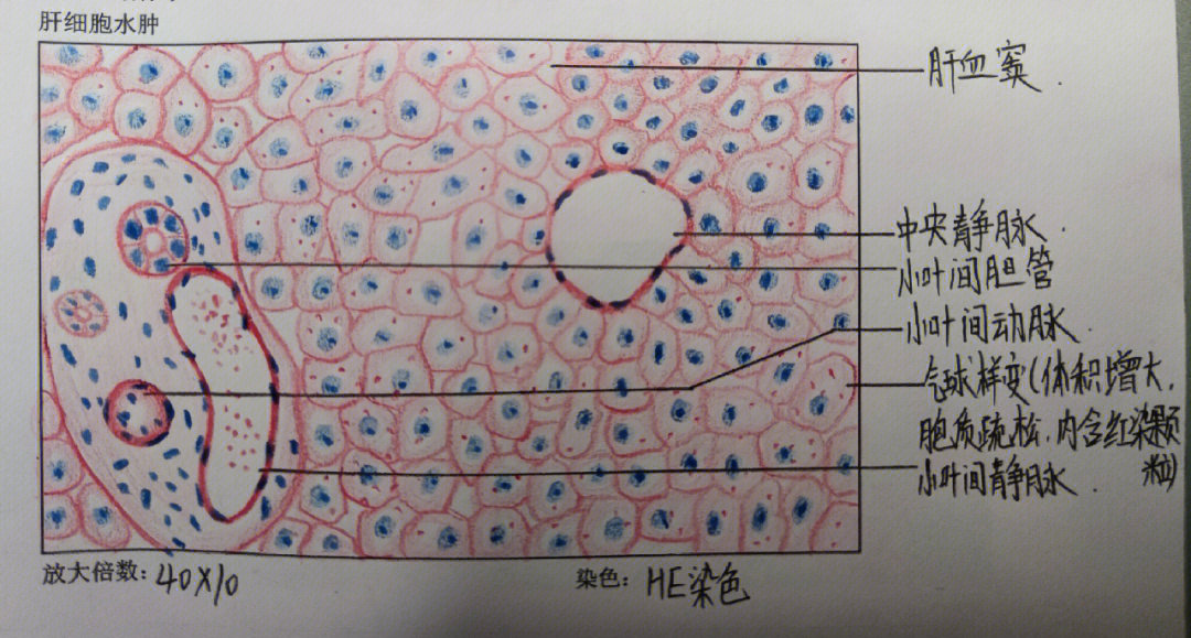 成纤维细胞模式图图片