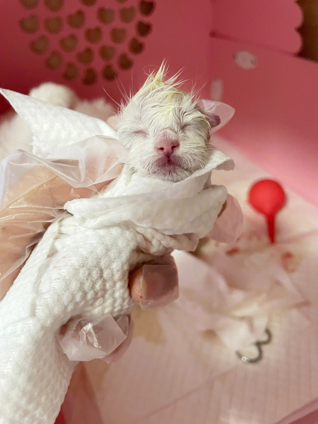 布偶猫刚生出来的样子图片