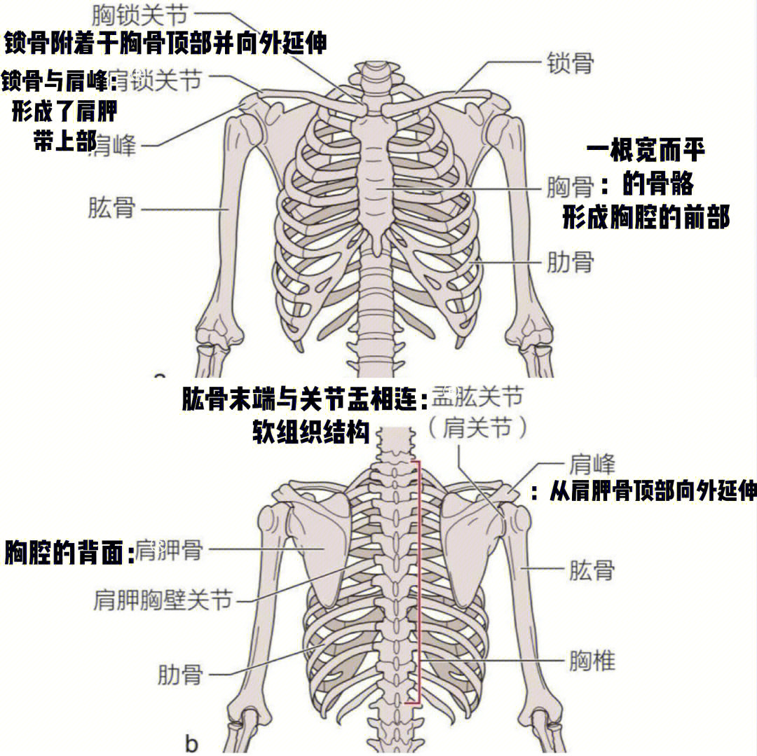 胸11椎弓根进针点位置图片