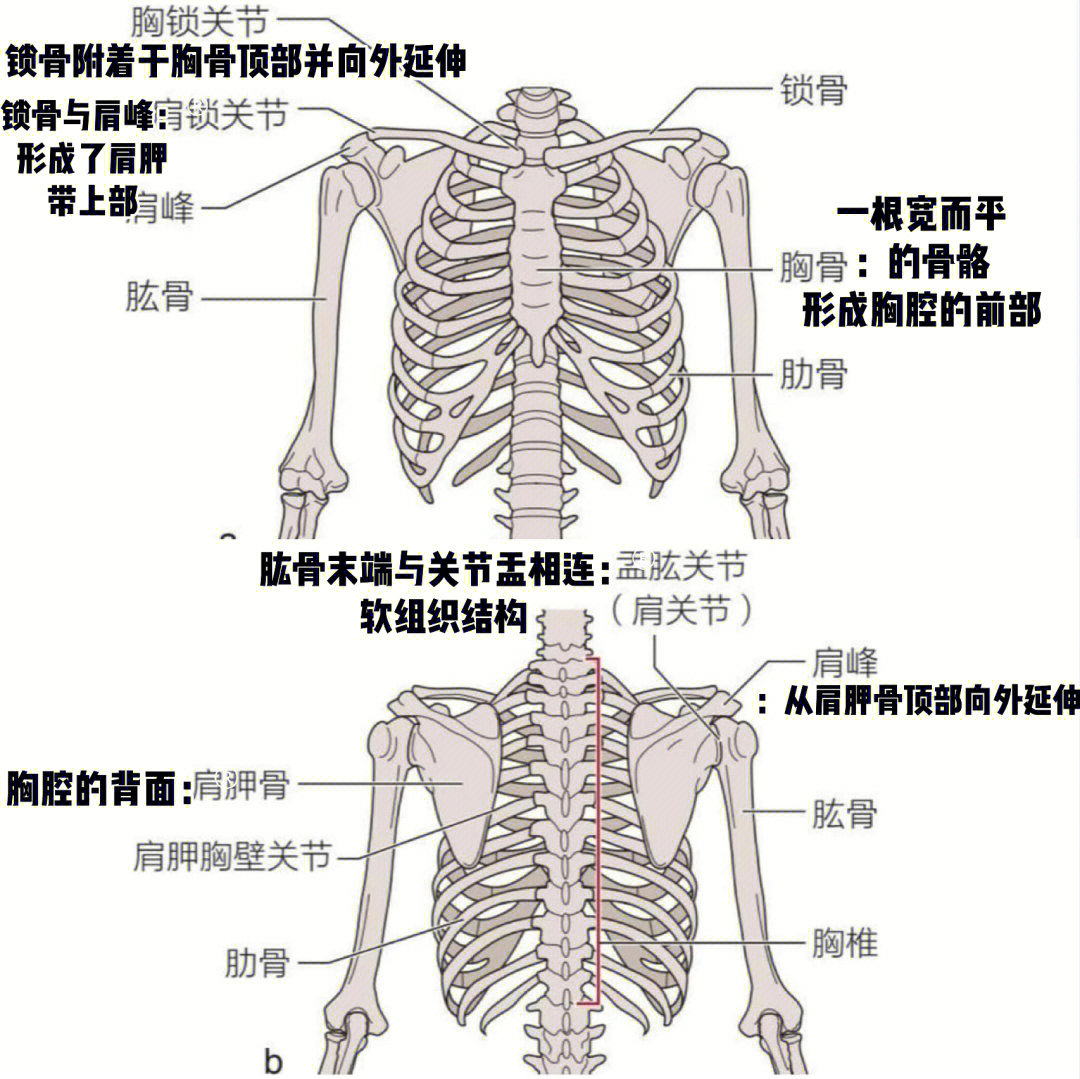 肩胛带肌肉萎缩图片