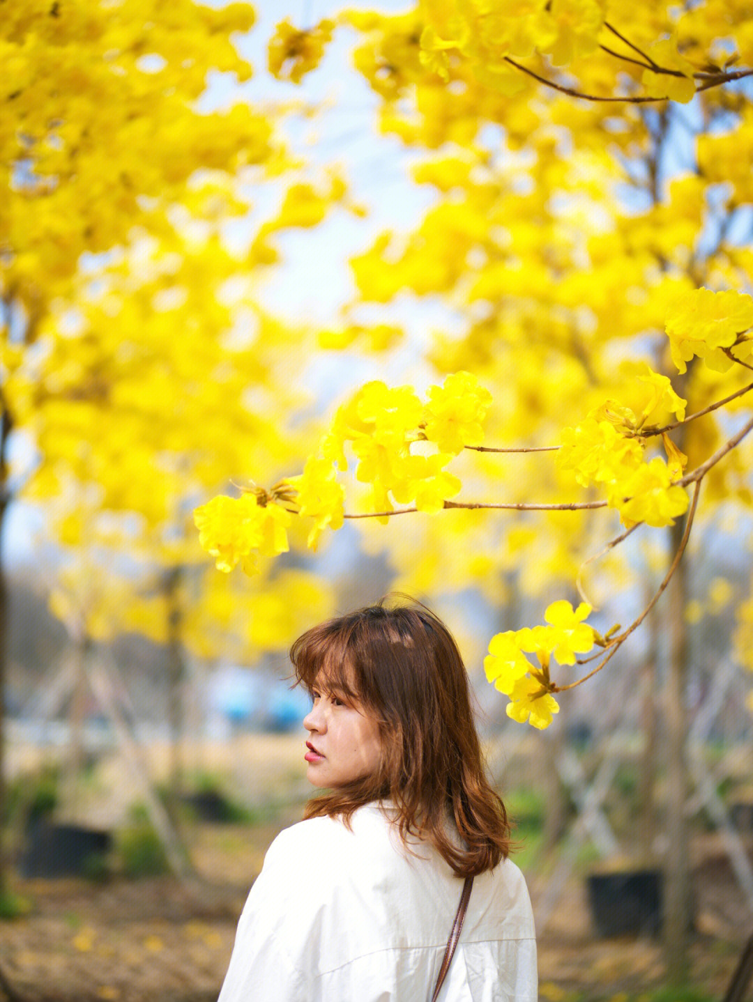 佛山三水黄花风铃木