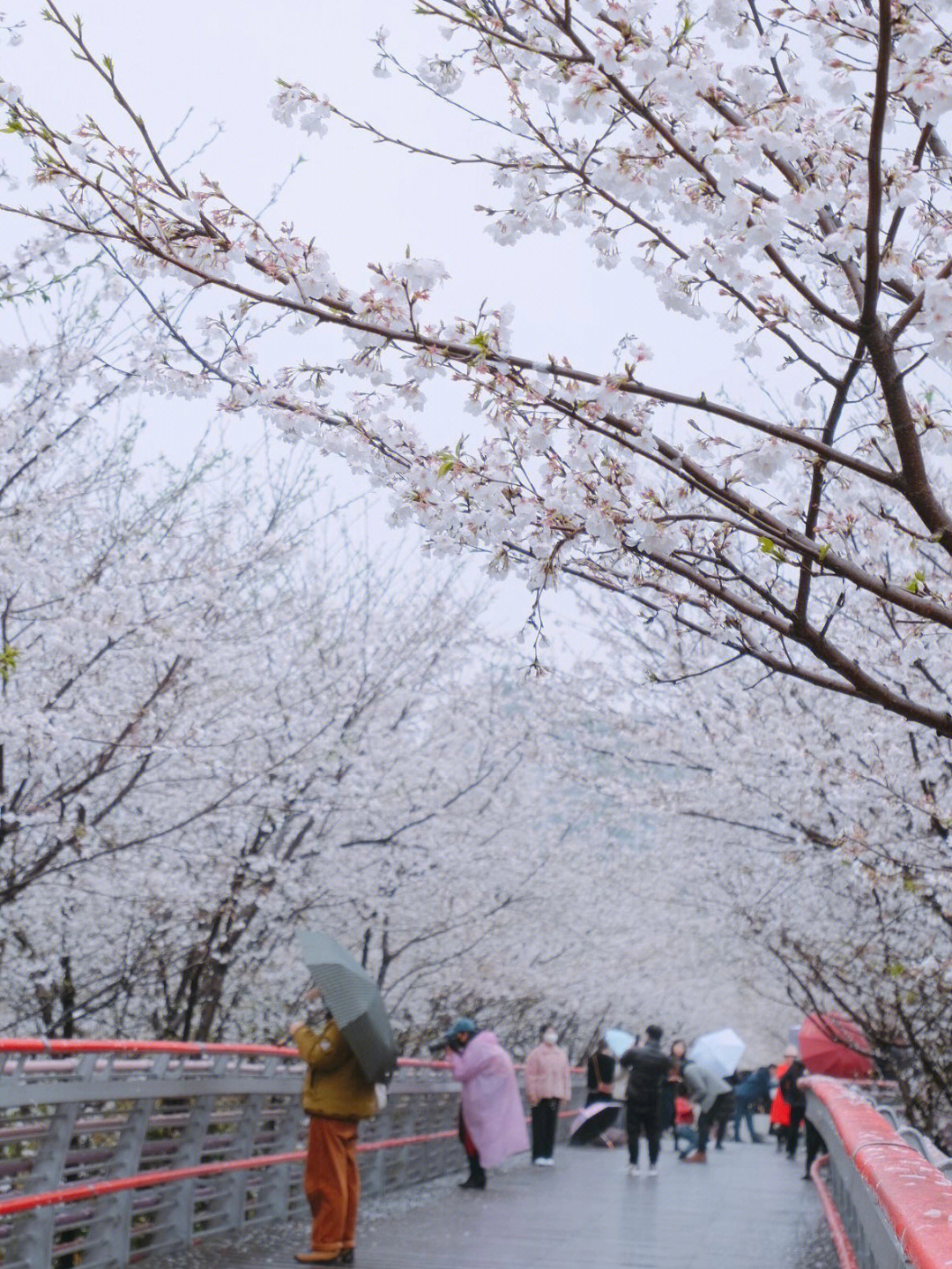 雨樱花吉他谱图片