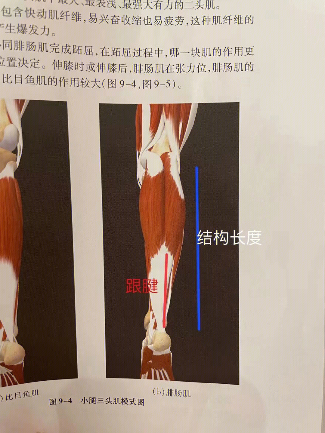 跟腱怎么变长图片