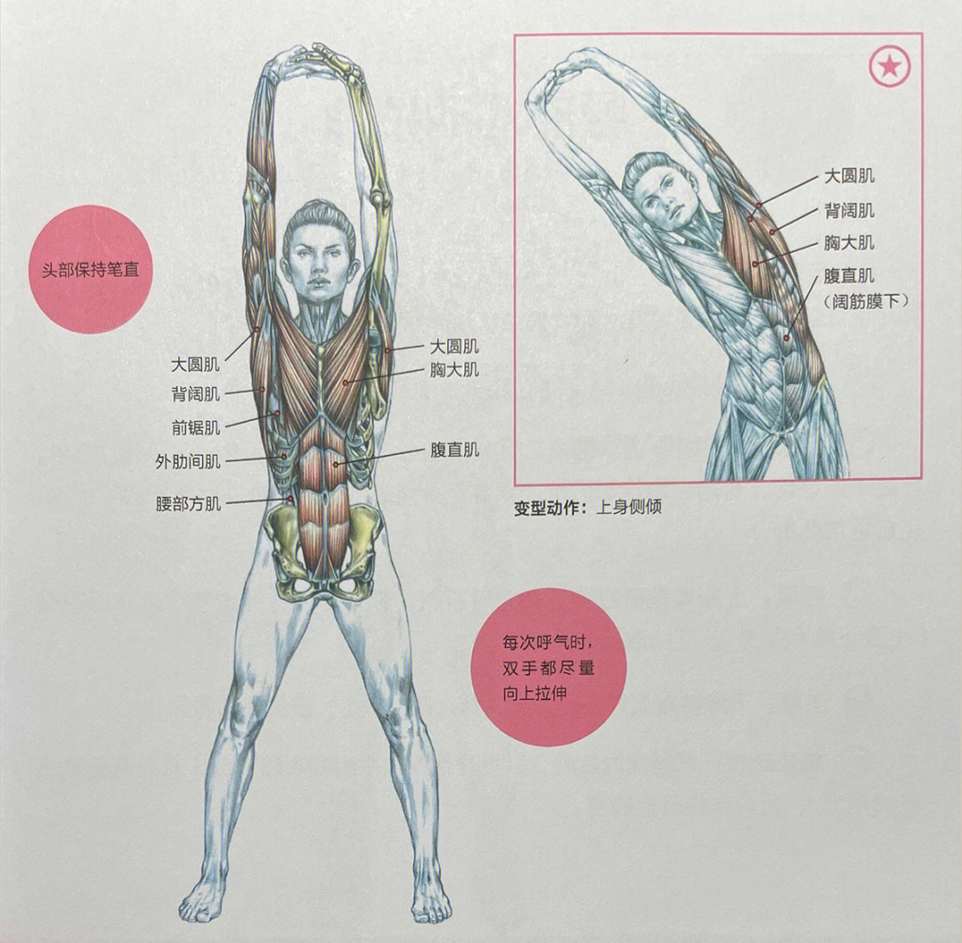 腰部肌肉拉伸动作图解图片